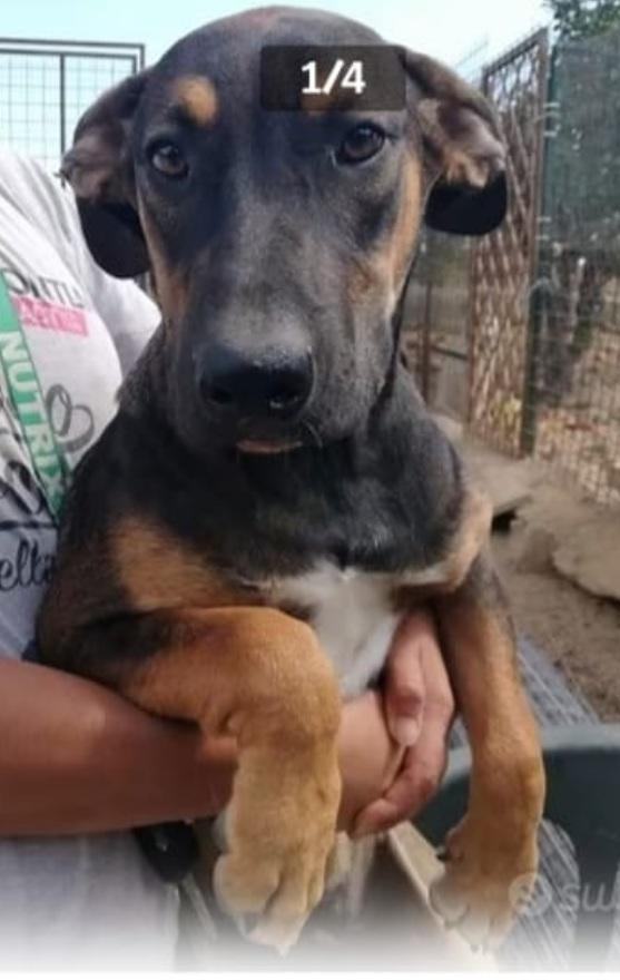 Mix Pastorina 4Anni Ok Gatti Cresce In Rifugio.catania