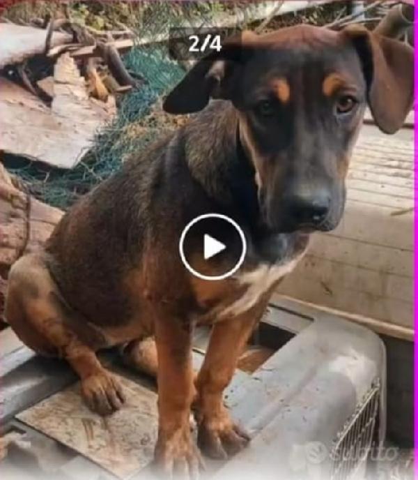 Mix pastorina 4anni ok gatti cresce in rifugio.CATANIA Foto 2