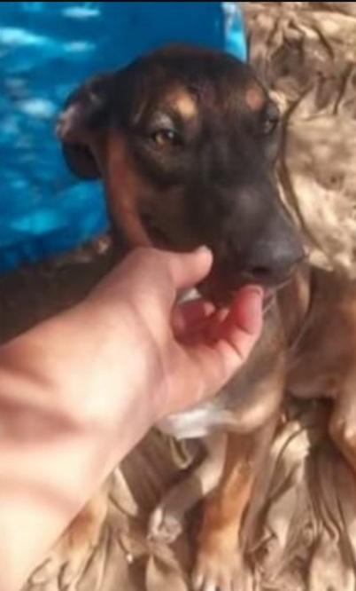 Mix pastorina 4anni ok gatti cresce in rifugio.CATANIA Foto 3