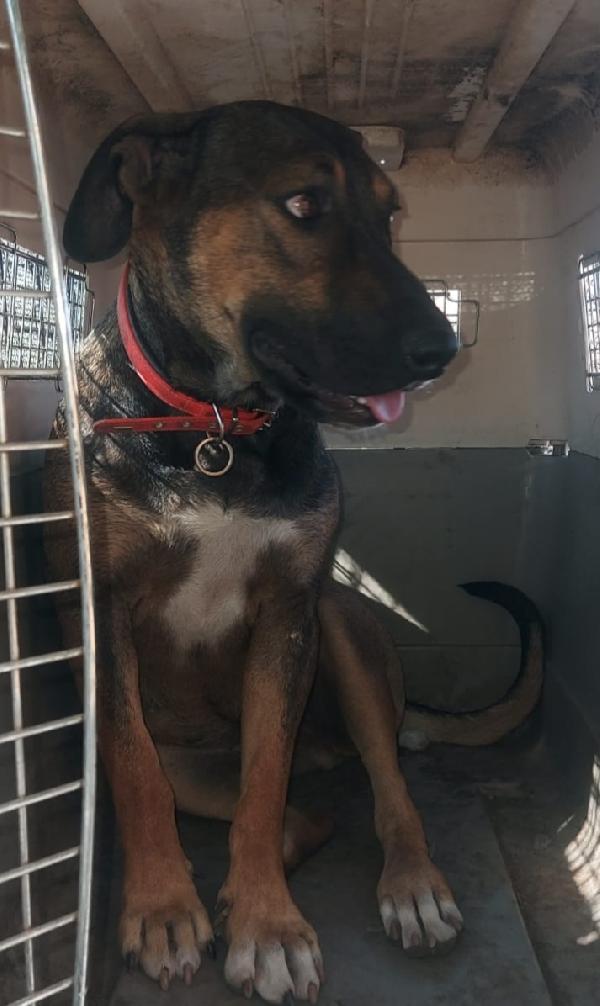 Mix pastorina 4anni ok gatti cresce in rifugio.CATANIA Foto 4