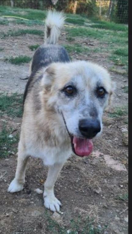 Rocky Pastore Anziano Mai 1Casa! Lazio