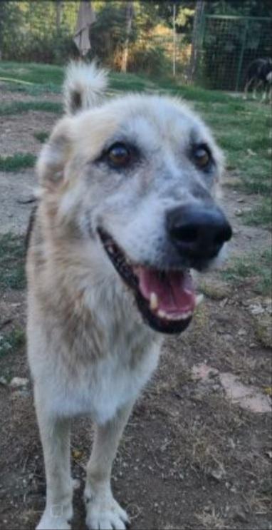 Rocky pastore anziano MAI 1CASA! LAZIO Foto 2