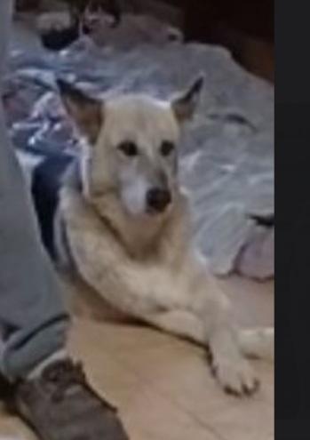 Rocky pastore anziano MAI 1CASA! LAZIO Foto 3