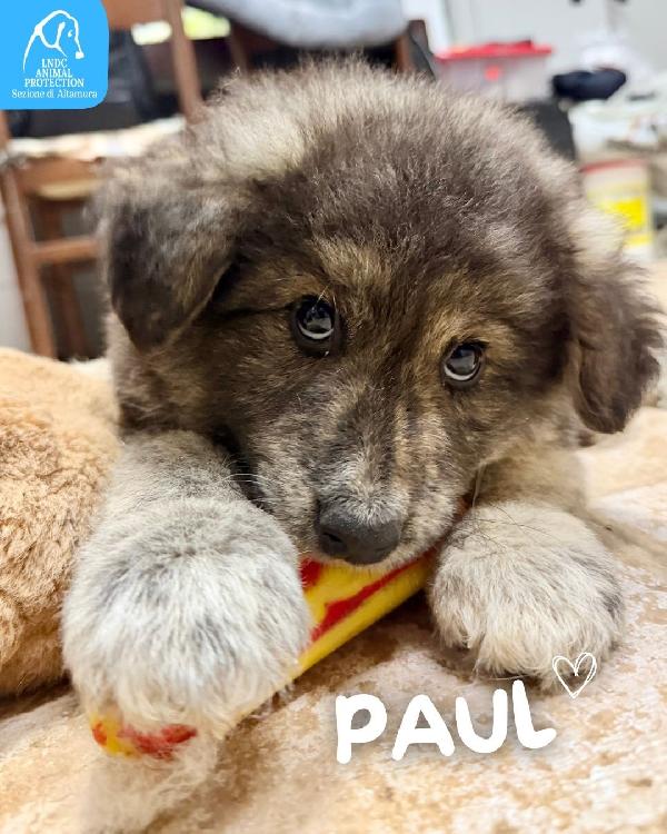 CUCCIOLO PAUL NEWMAN Foto 5