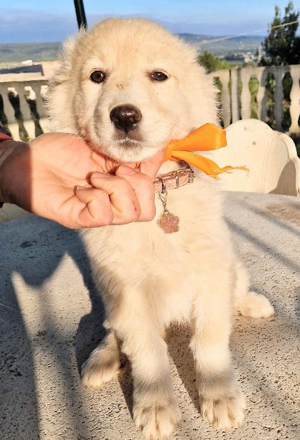 Nina Non Deve Entrare In Canile.adottabile In Tutta Italia!