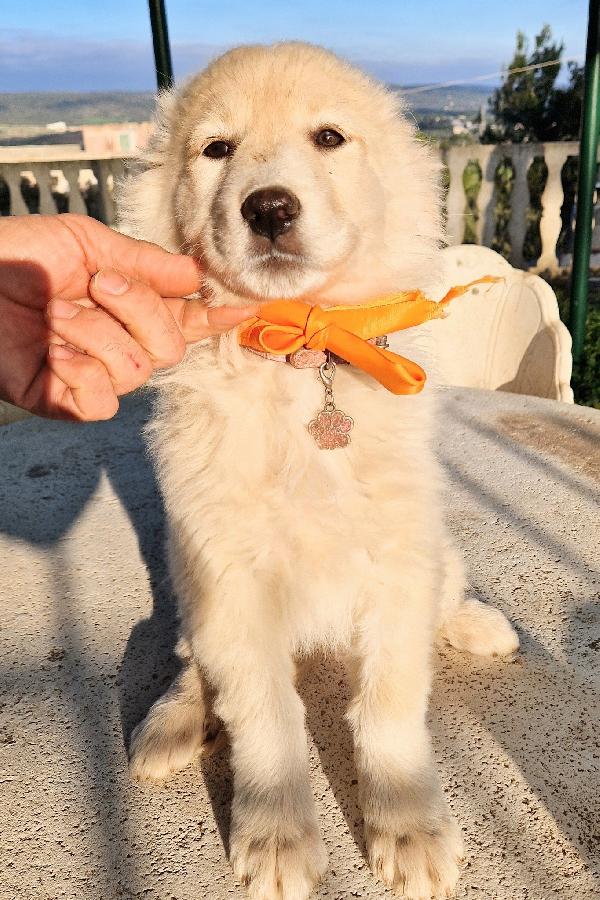 NINA NON DEVE ENTRARE IN CANILE.ADOTTABILE IN TUTTA ITALIA! Foto 2