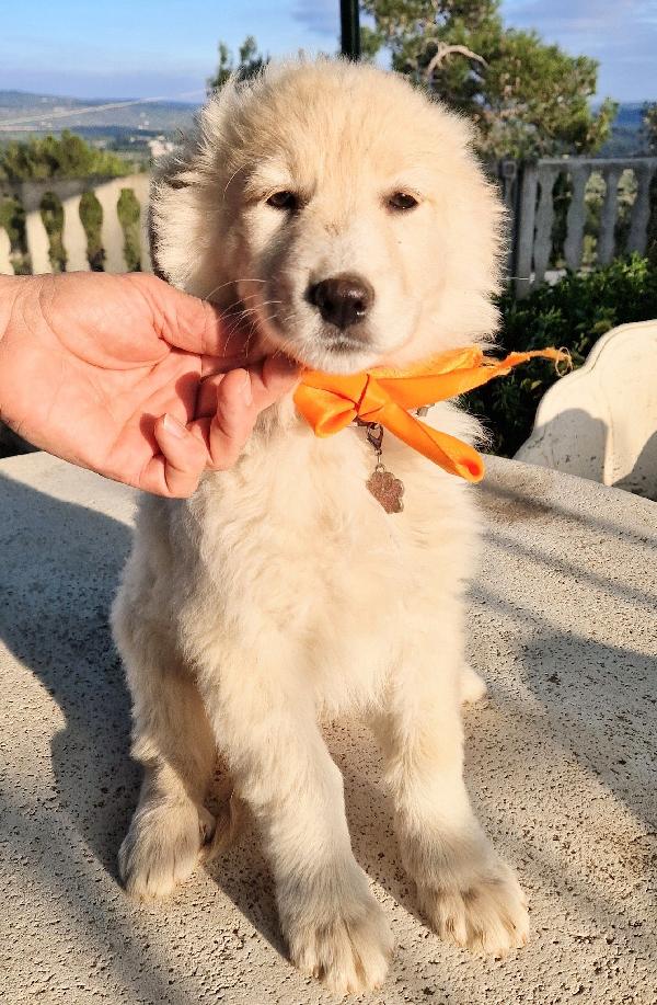 NINA NON DEVE ENTRARE IN CANILE.ADOTTABILE IN TUTTA ITALIA! Foto 3