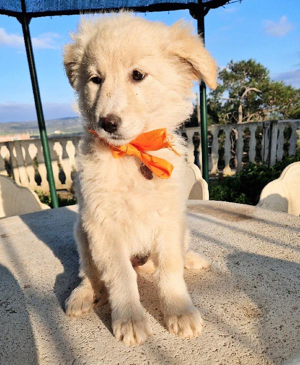 NINA NON DEVE ENTRARE IN CANILE.ADOTTABILE IN TUTTA ITALIA! Foto 7