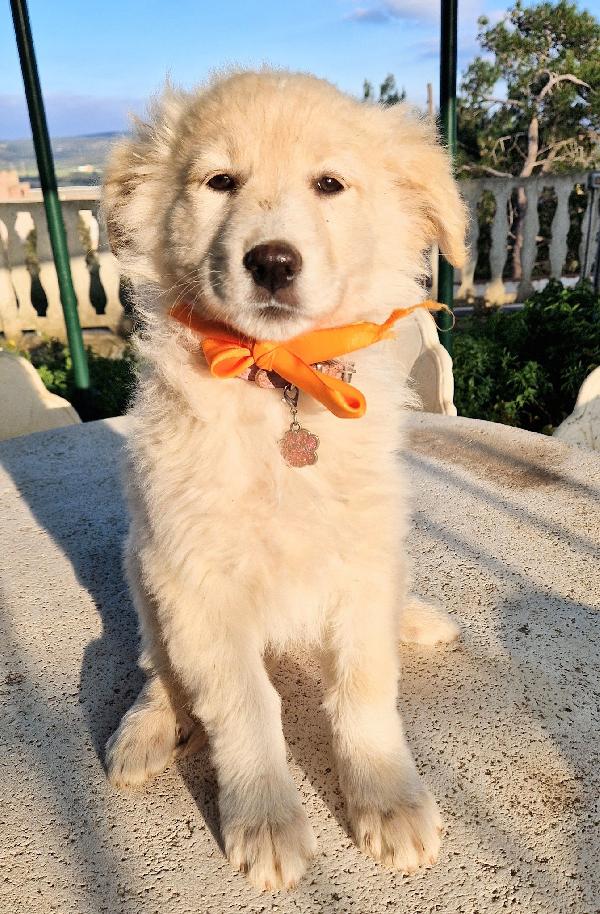 NINA NON DEVE ENTRARE IN CANILE.ADOTTABILE IN TUTTA ITALIA! Foto 9