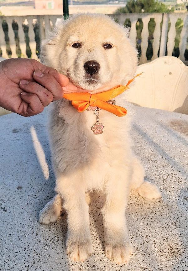 NINA NON DEVE ENTRARE IN CANILE.ADOTTABILE IN TUTTA ITALIA! Foto 10