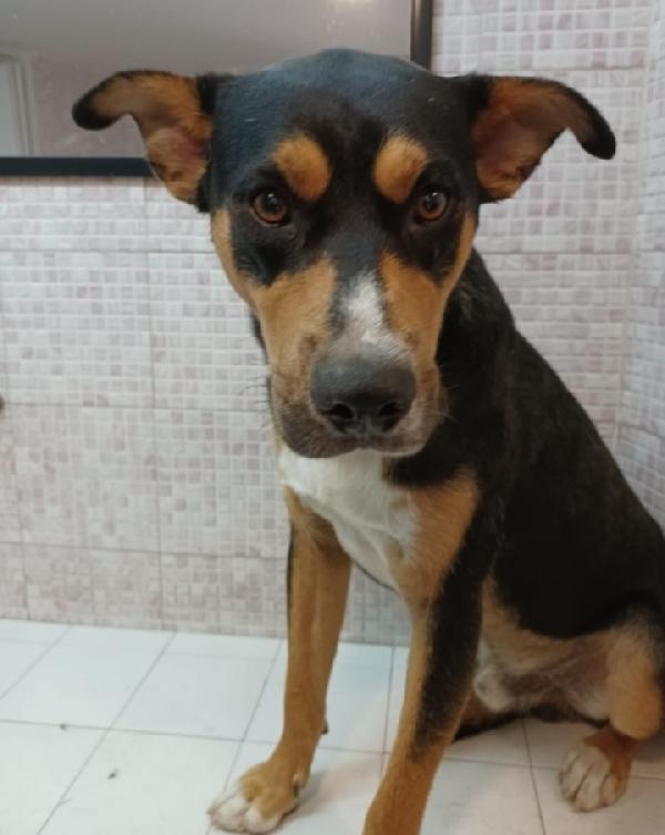 Joe 3Anni E 1/2Mollato In Strada Oltre 2Anni