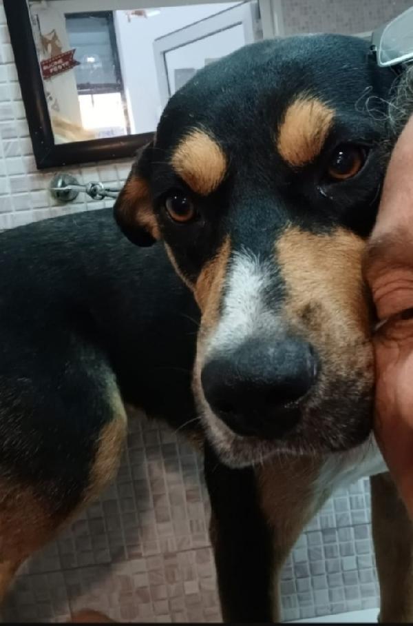 Joe 3anni e 1/2mollato in strada oltre 2anni Foto 2