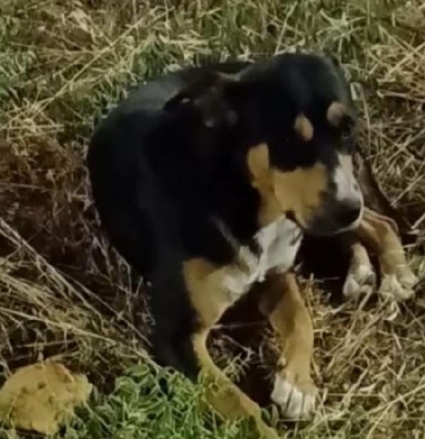 Joe 3anni e 1/2mollato in strada oltre 2anni Foto 3