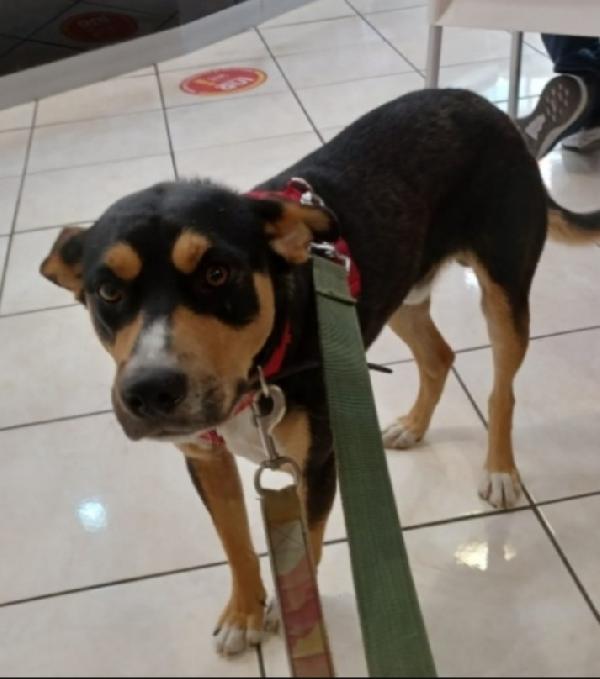 Joe 3anni e 1/2mollato in strada oltre 2anni Foto 4