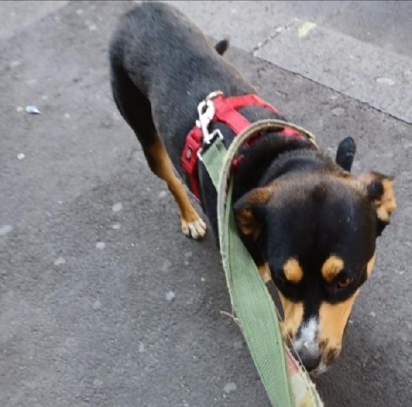 Joe 3anni e 1/2mollato in strada oltre 2anni Foto 5