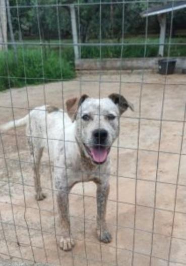 Fluck Molossino Giovane Dal Recinto Al Canile.calabria