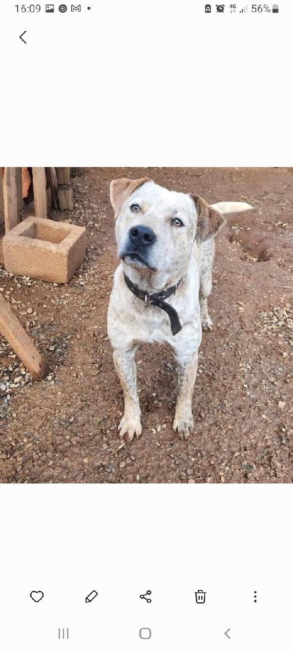 Fluck molossino giovane dal recinto al canile.CALABRIA Foto 2