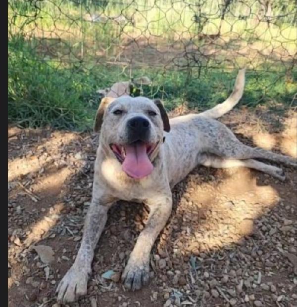 Fluck molossino giovane dal recinto al canile.CALABRIA Foto 3