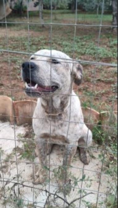 Fluck molossino giovane dal recinto al canile.CALABRIA Foto 4