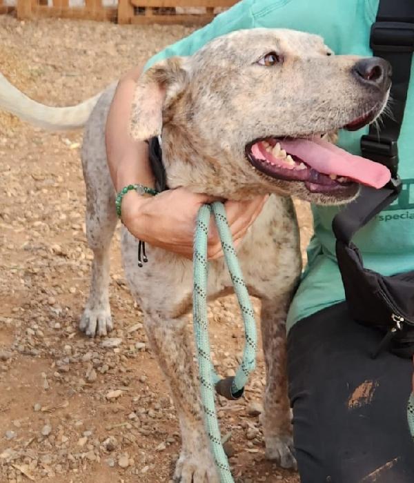 Fluck molossino giovane dal recinto al canile.CALABRIA Foto 5