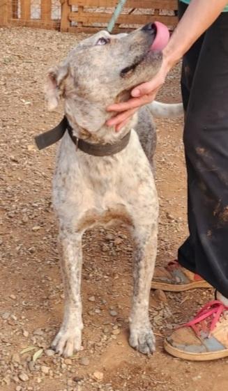 Fluck molossino giovane dal recinto al canile.CALABRIA Foto 6