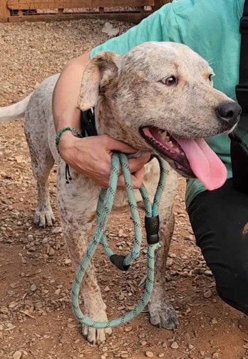 Fluck molossino giovane dal recinto al canile.CALABRIA Foto 7