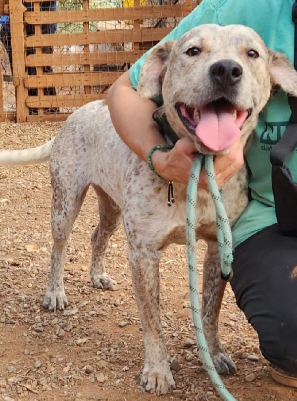 Fluck molossino giovane dal recinto al canile.CALABRIA Foto 8