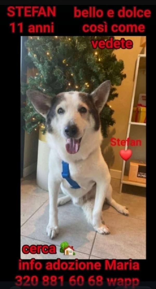 Stefan Mix Husky Anziano Sfortunato.brescia