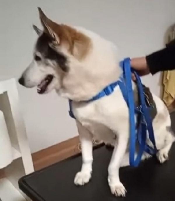 Stefan mix Husky anziano SFORTUNATO.BRESCIA Foto 2