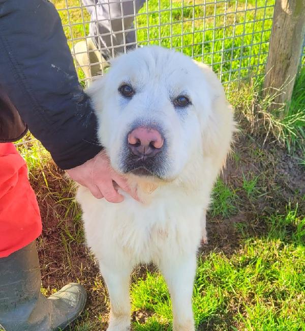 Lucius, Cucciolone Di Pastore Maremmano