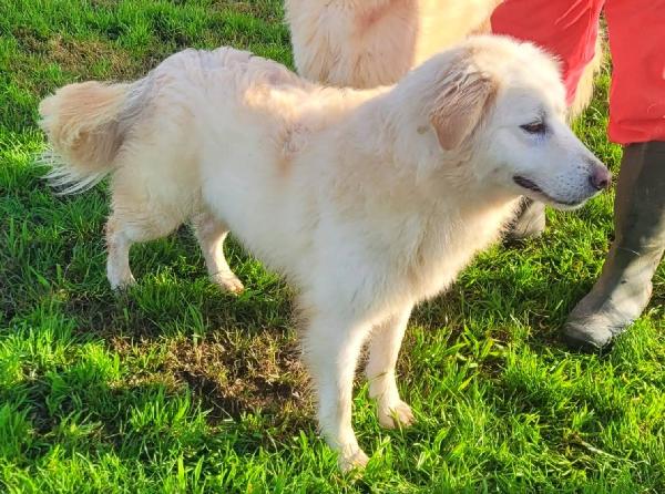 Lucilla cucciolona di pastore maremmano  Foto 2