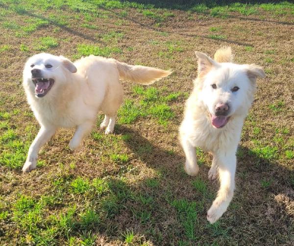 Lucilla cucciolona di pastore maremmano  Foto 3