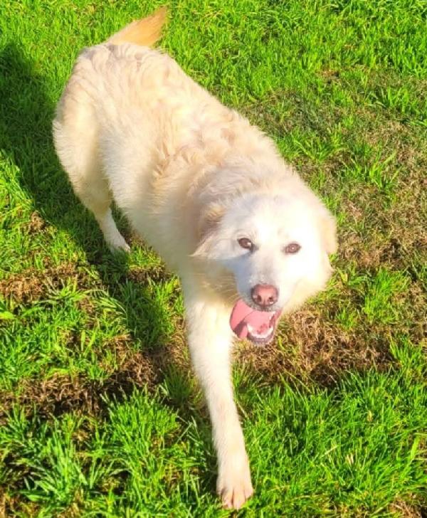 Lucilla cucciolona di pastore maremmano  Foto 4