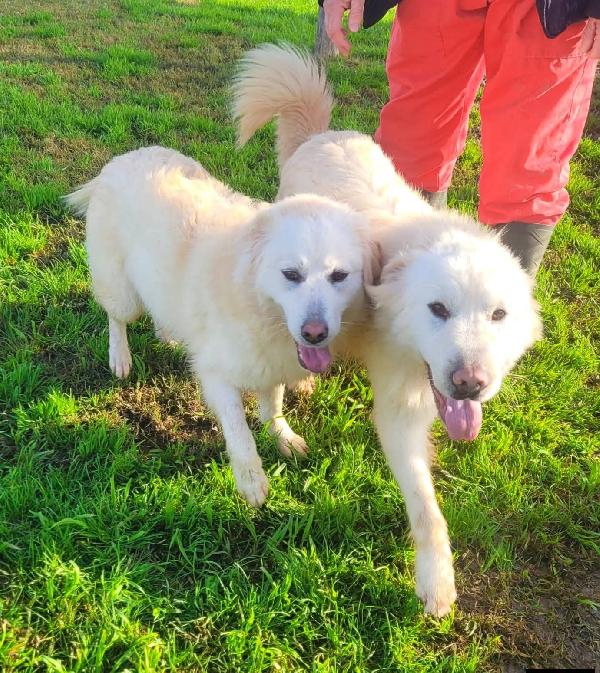 Lucilla cucciolona di pastore maremmano  Foto 5