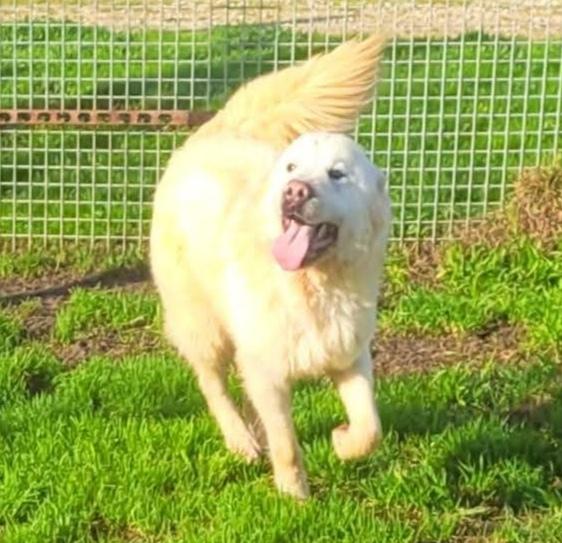 Lucilla cucciolona di pastore maremmano  Foto 6