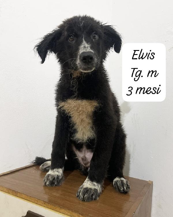 Ermione, Hermes Ed Elvis In Attesa Di Una Famiglia Per Sempre 