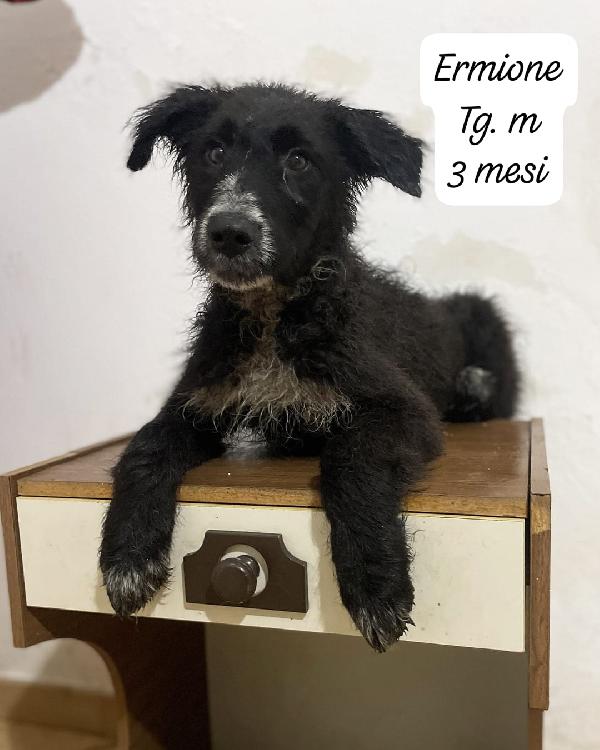 Ermione, Hermes ed Elvis in attesa di una famiglia per sempre  Foto 2