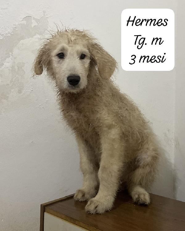 Ermione, Hermes ed Elvis in attesa di una famiglia per sempre  Foto 3