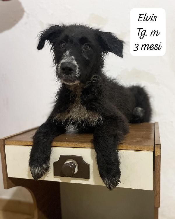 Ermione, Hermes ed Elvis in attesa di una famiglia per sempre  Foto 4