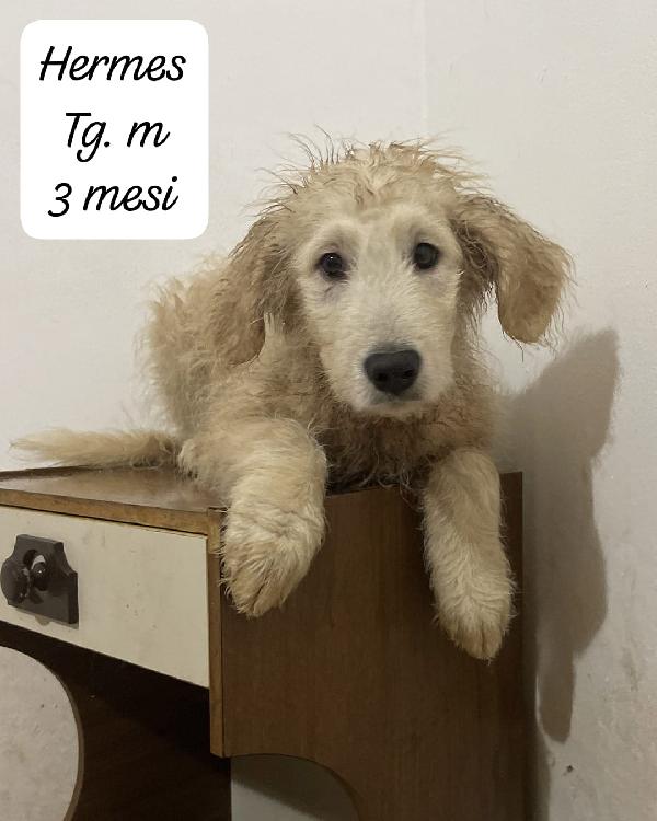 Ermione, Hermes ed Elvis in attesa di una famiglia per sempre  Foto 5