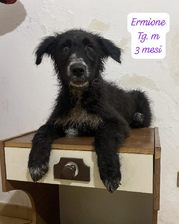 Ermione, Hermes ed Elvis in attesa di una famiglia per sempre  Foto 6