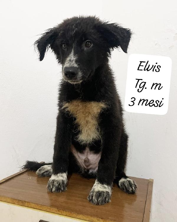 Ermione, Hermes ed Elvis in attesa di una famiglia per sempre  Foto 7