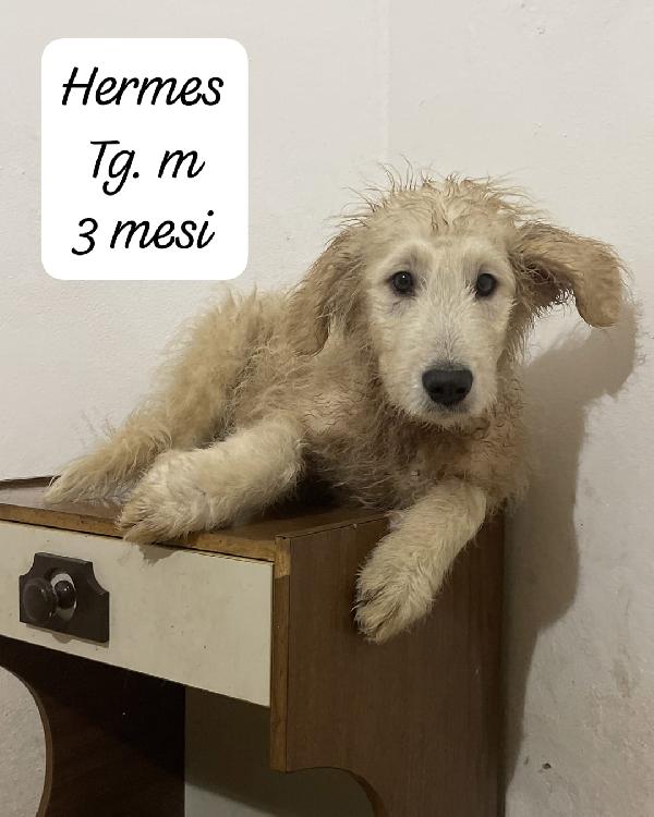 Ermione, Hermes ed Elvis in attesa di una famiglia per sempre  Foto 8