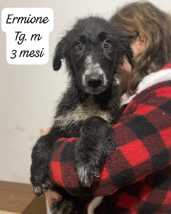 Ermione, Hermes ed Elvis in attesa di una famiglia per sempre  Foto 9