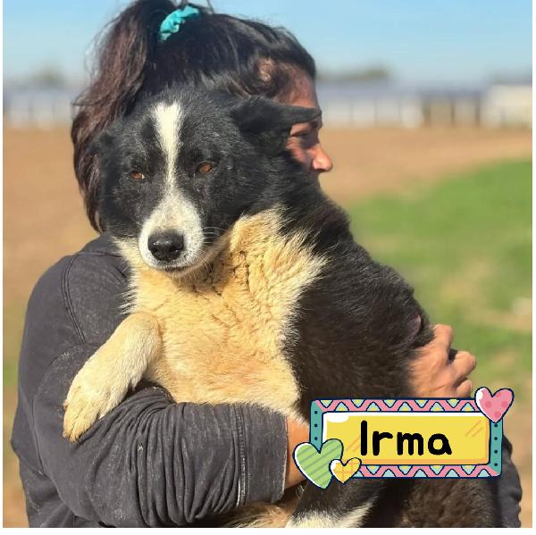 Irma Cane Da Orso Della Carelia Cerca Casa - In Adozione 
