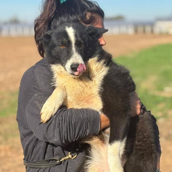 Irma cane da orso della Carelia cerca casa - in adozione  Foto 2