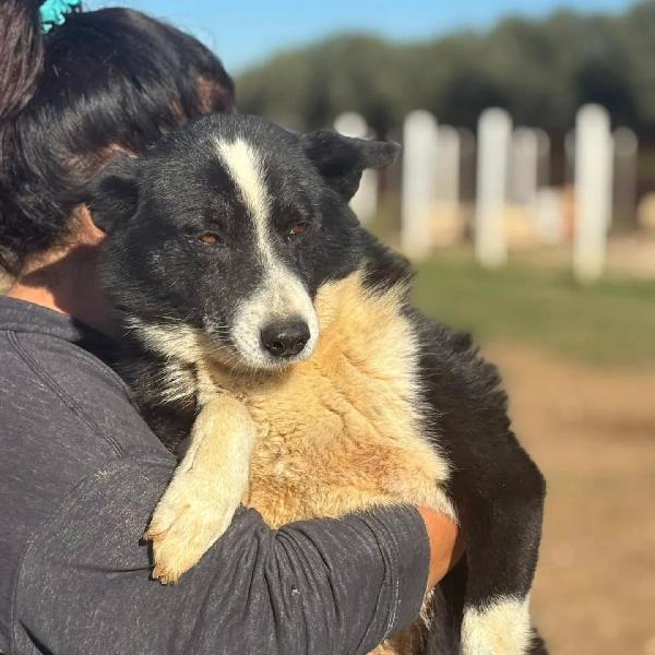 Irma cane da orso della Carelia cerca casa - in adozione  Foto 3