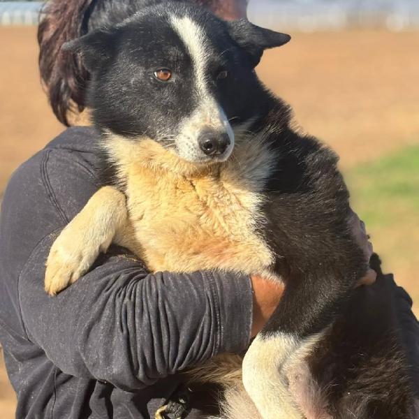 Irma cane da orso della Carelia cerca casa - in adozione  Foto 4