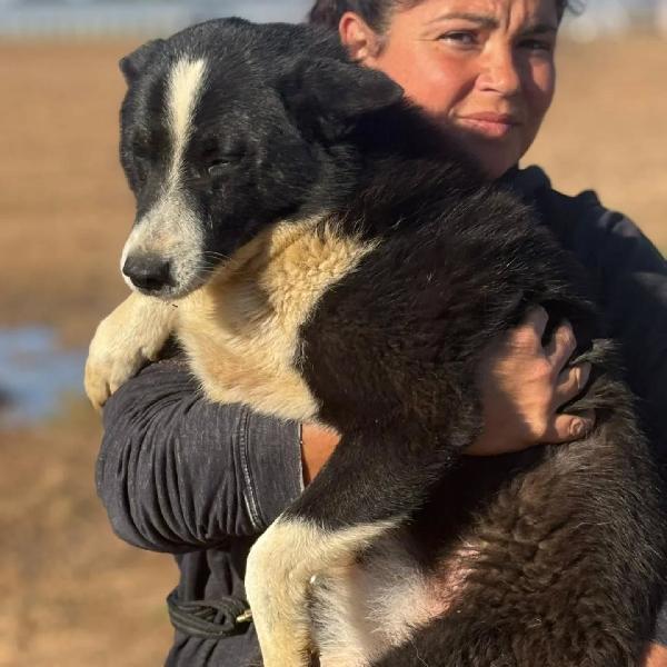 Irma cane da orso della Carelia cerca casa - in adozione  Foto 5