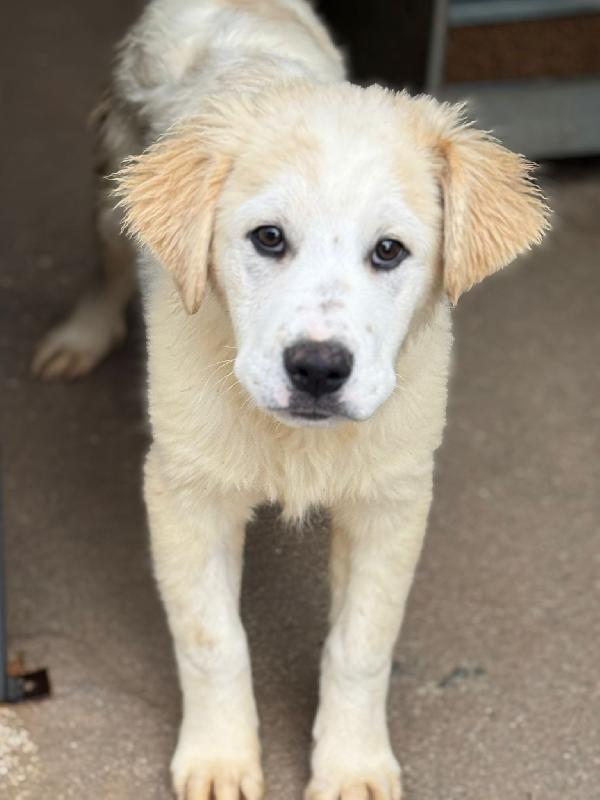 Ultimo Cucciolo Taglia Media Grande 